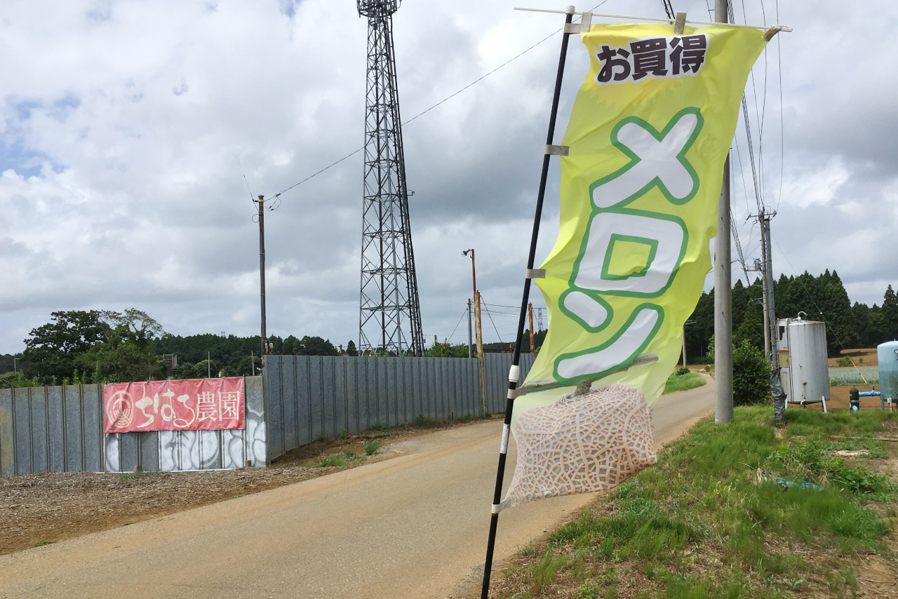 千葉市ちはる農園の数量限定メロンが大きくてジューシーで美味しい!値段や買える時期を徹底調査