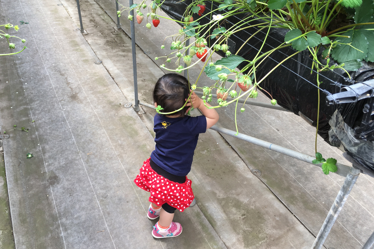 ドラゴンファームのイチゴ狩りに1歳子連れで行ってきた！予約と先着順どっちがいいの？