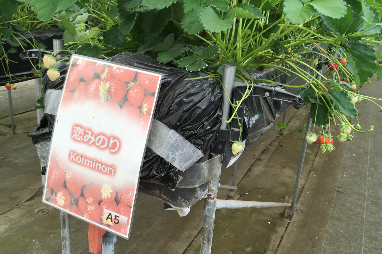 ドラゴンファームのイチゴ狩りに1歳子連れで行ってきた！予約と先着順どっちがいいの？