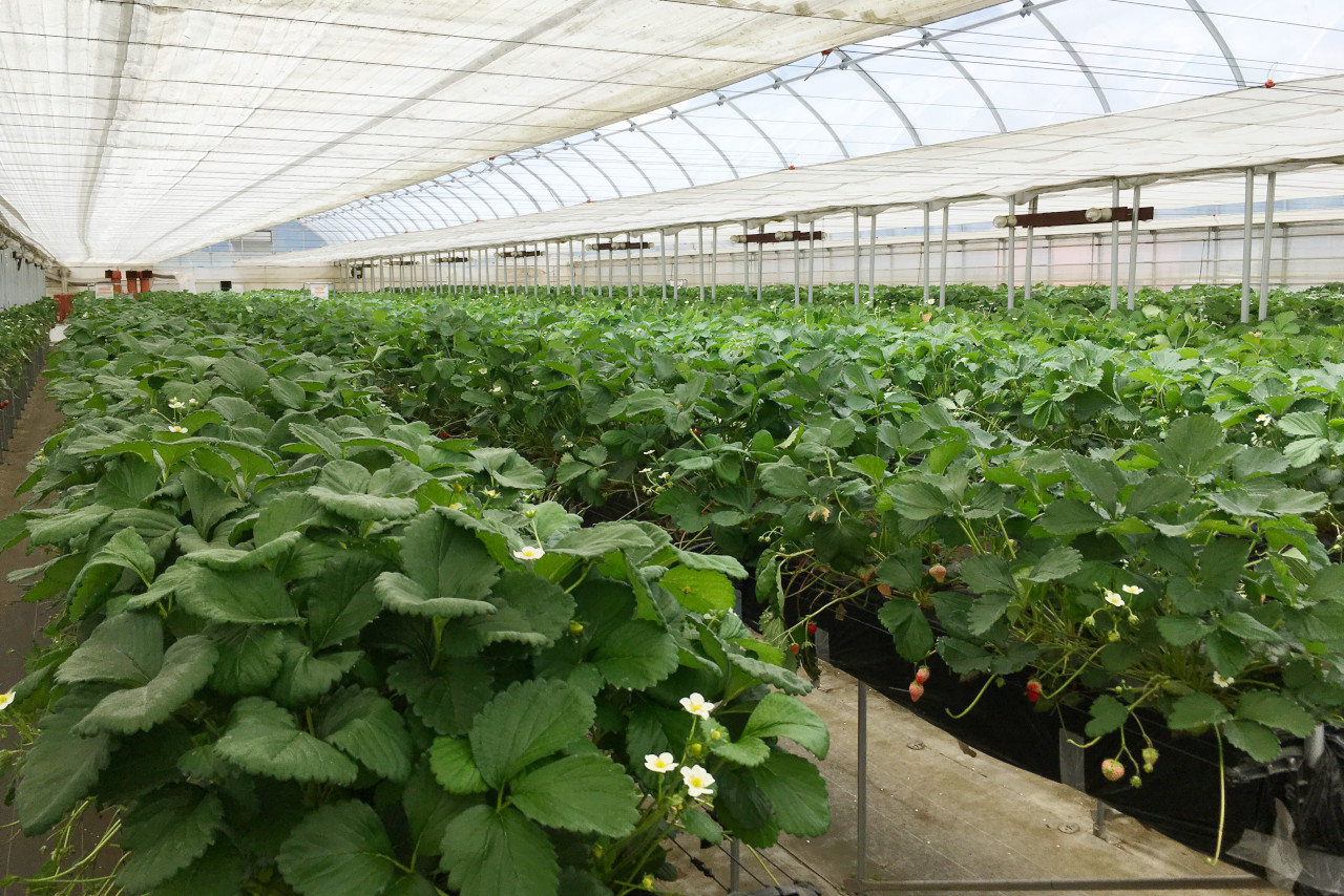 ドラゴンファームのイチゴ狩りに1歳子連れで行ってきた！予約と先着順どっちがいいの？