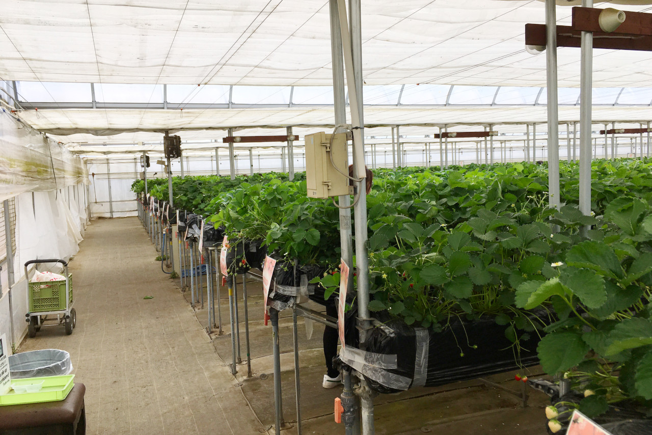 ドラゴンファームのイチゴ狩りに1歳子連れで行ってきた！予約と先着順どっちがいいの？