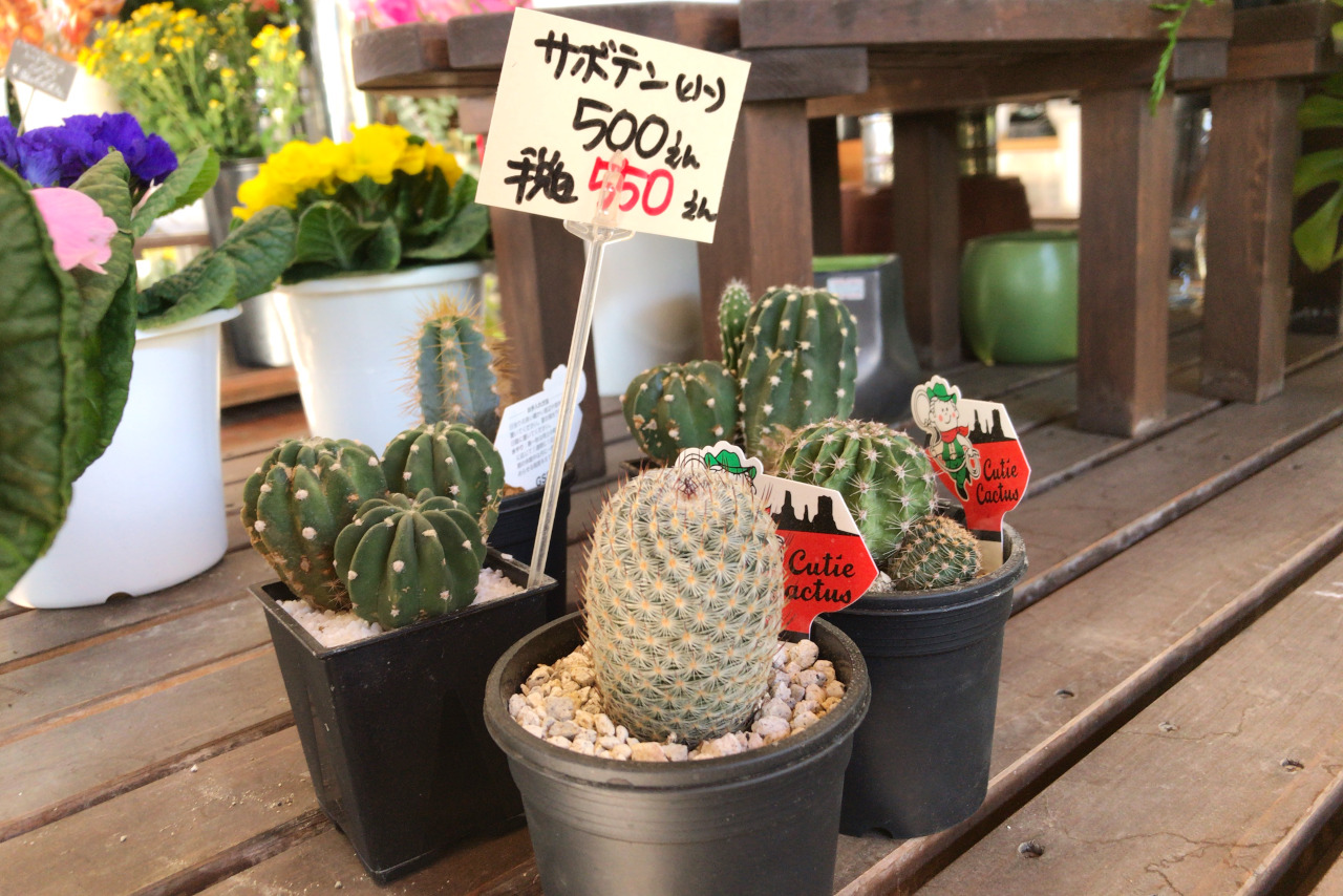 四街道の花屋さんフラワーショップむさしの アレンジメントはフルオーダーでクオリティも高い仕上がり